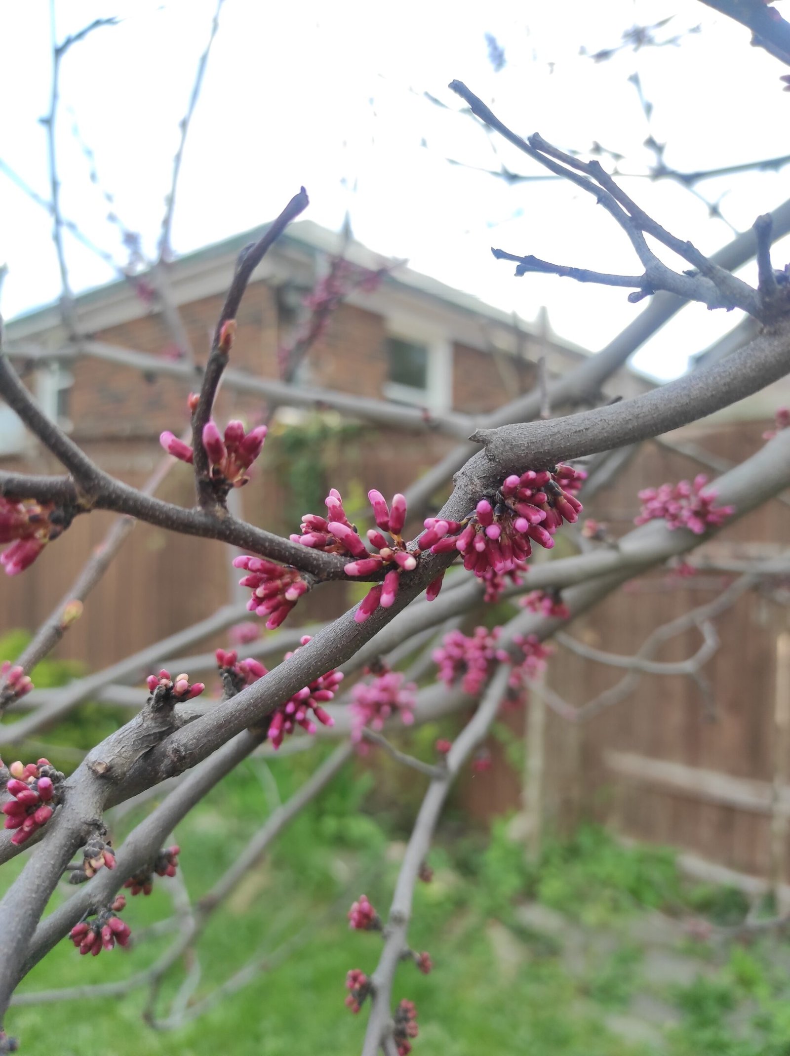 pink blossoms