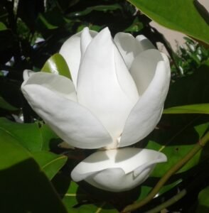 opening magnolia cropped