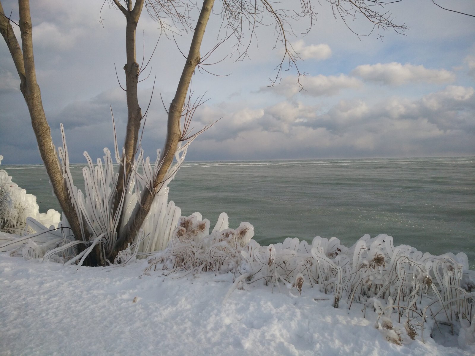 frozen plants lake