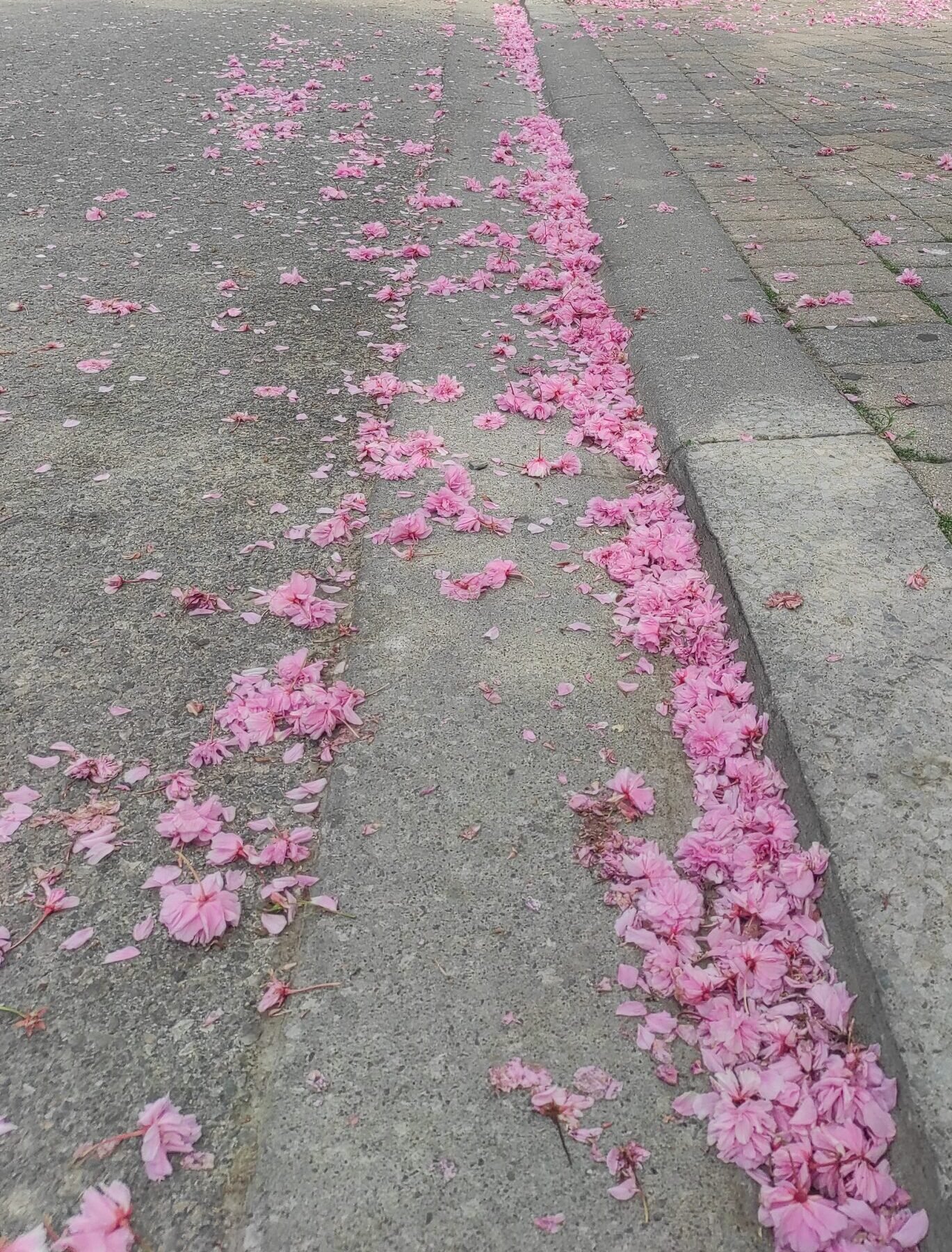 pavement blossoms cropped